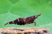 Caridina sarasinorum, author: Klotz, Werner