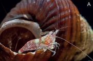 Caridina mayamareenae, author: Klotz, Werner