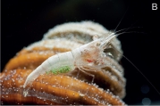 Caridina mayamareenae, author: Klotz, Werner