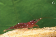 Caridina marlenae, author: Klotz, Werner