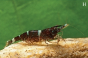 Caridina fusca, author: Klotz, Werner