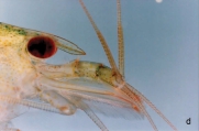 Caridina rapaensis, author: Vigneux, rick