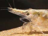 Caridina gracilipes, author: Klotz, Werner