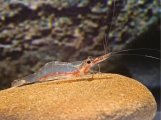 Caridina gracilipes, author: Klotz, Werner