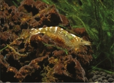 Caridina buehleri, author: Evers, H.