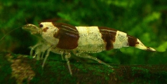 Caridina venusta