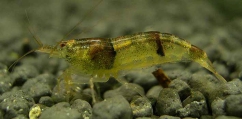 Caridina tumida