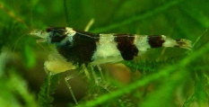 Caridina meridionalis