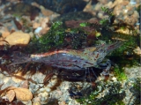 Caridina choiseul, author: Keith, Philippe