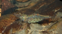 Caridina mertoni, author: Keith, Philippe