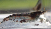 Caridina papuana, author: Cooper, Keith