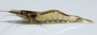 Caridina leucosticta