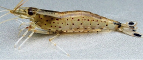 Caridina multidentata