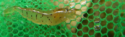 Caridina pacbo