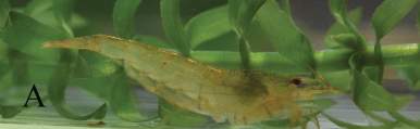 Neocaridina yueluensis