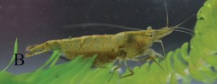 Neocaridina palmata