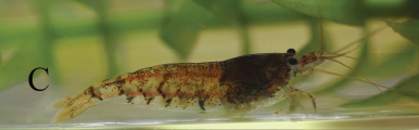 Paracaridina longispina