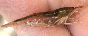 Caridina zhujiangensis