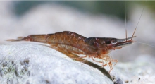 Caridina lingkonae, author: Lukhaup, Chris