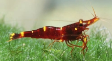 Caridina spinata, author: Lukhaup, Chris