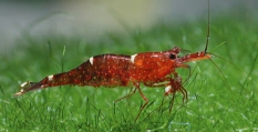 Caridina loehae, author: Lukhaup, Chris