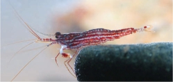 Caridina striata, author: Lukhaup, Chris