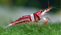 Caridina woltereckae, author: Lukhaup, Chris