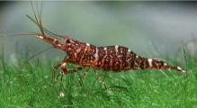 Caridina glaubrechti, author: Lukhaup, Chris