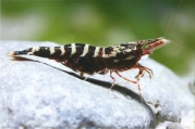 Caridina holthuisi, author: Lukhaup, Chris