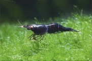 Caridina holthuisi, author: Lukhaup, Chris