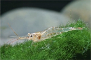 Caridina ensifera, author: Lukhaup, Chris