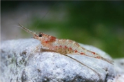 Caridina lanceolata, author: Lukhaup, Chris