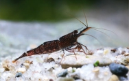 Caridina loehae, author: Lukhaup, Chris