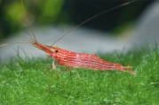 Caridina striata, author: Lukhaup, Chris