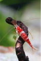 Caridina woltereckae, author: Lukhaup, Chris