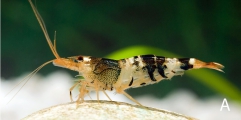 Caridina logemanni