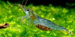 Caridina cantonensis