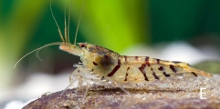 Caridina mariae