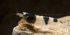 Caridina venusta