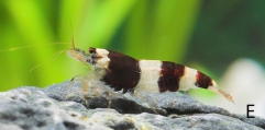 Caridina venusta