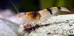 Caridina maculata