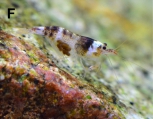 Caridina zebra, author: Mos, Ben