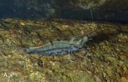 Caridina variabilirostris, author: Keith, Philippe