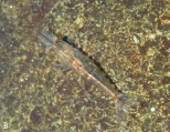 Caridina variabilirostris, author: Keith, Philippe