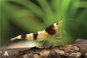 Caridina boehmei, author: Klotz, Werner