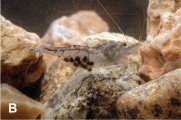 Caridina butonensis, author: Evers, Hans Georg