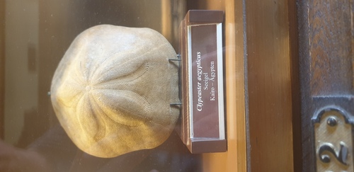 Clypeaster aegyptiacus at NHM Vienna Clypeaster aegyptiacus at NHM Vienna