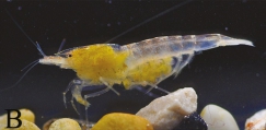 Caridina sinanensis