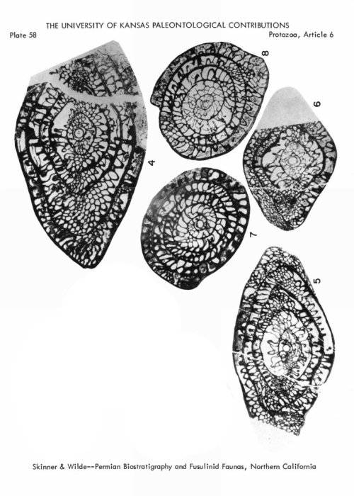Chalaroschwagerina inflata Skinner & Wilde, 1965 Chalaroschwagerina inflata Skinner & Wilde, 1965