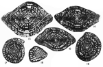 Cuniculinella tumida Skinner & Wilde, 1965